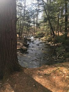 Vlomanskill trail at Five Rivers Environmental Center