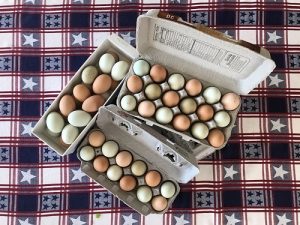 Eggs Waiting to be Delivered to Members of the Egg Club