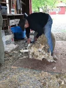 Fred Shearing Sheep at New Fadum Farm