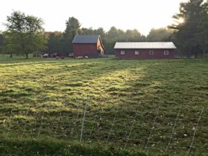 October morning at New Fadum Farm with green pastures waiting for the fall foliage to arrive